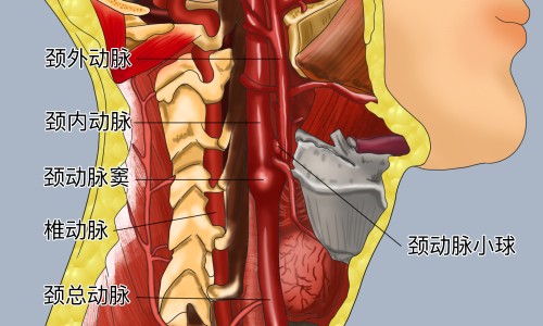 苹婆的功效和图片-苹婆的功效和图片-苹婆的功效与食用方法,中国苹婆的功效网站