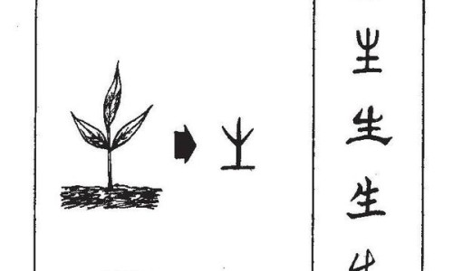 苹婆的功效与作用及营养价值-苹婆的功效和图片-苹婆的功效与食用方法,中国苹婆的功效网站